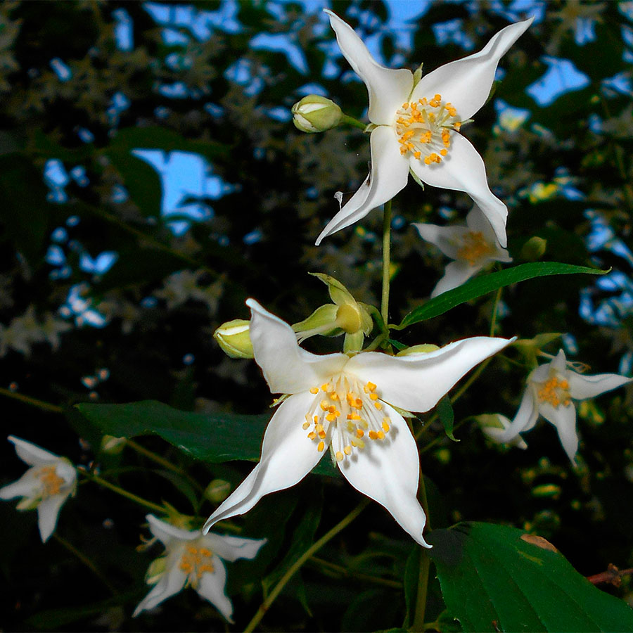 Превью изображения