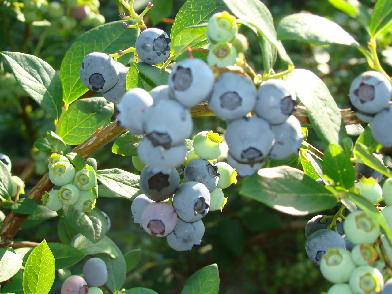 Превью изображения