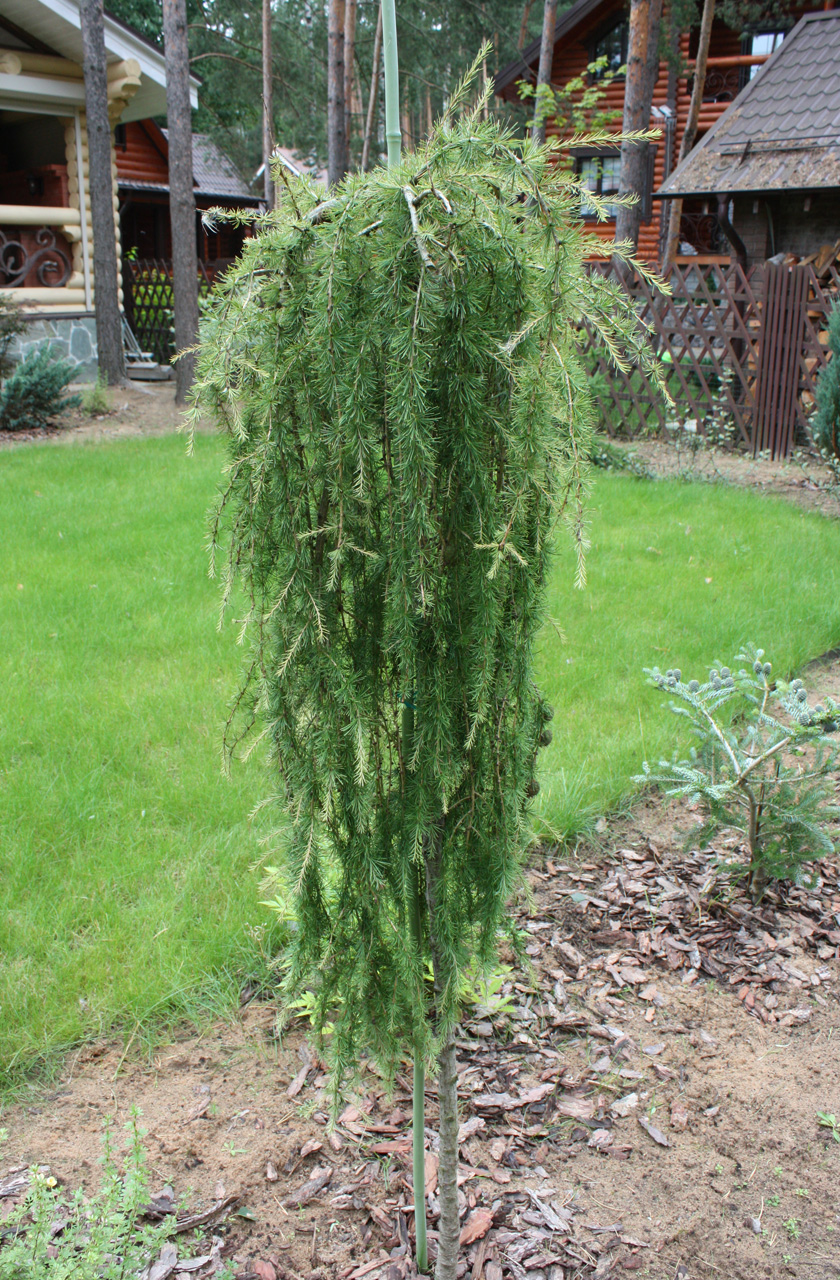 Превью изображения