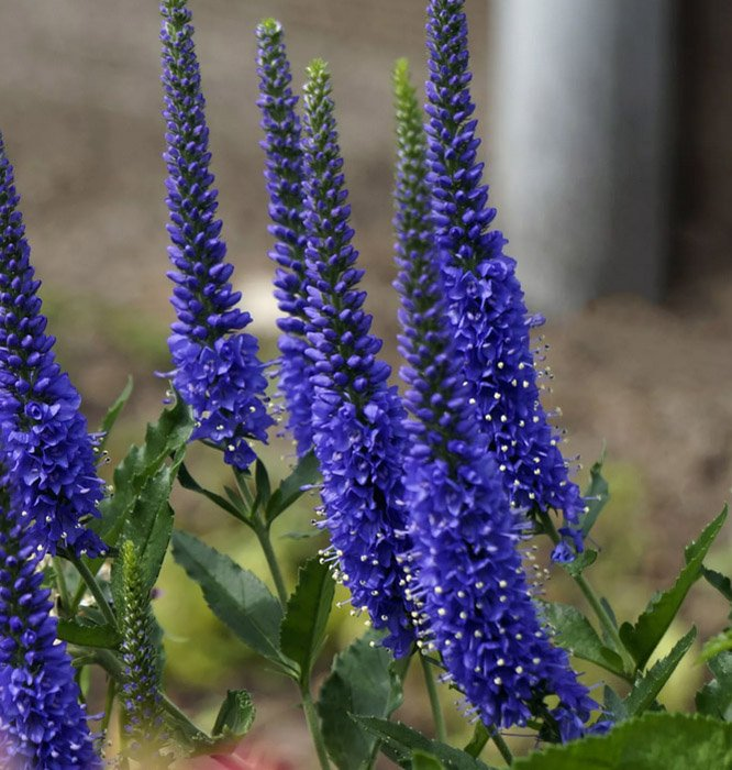 Превью изображения