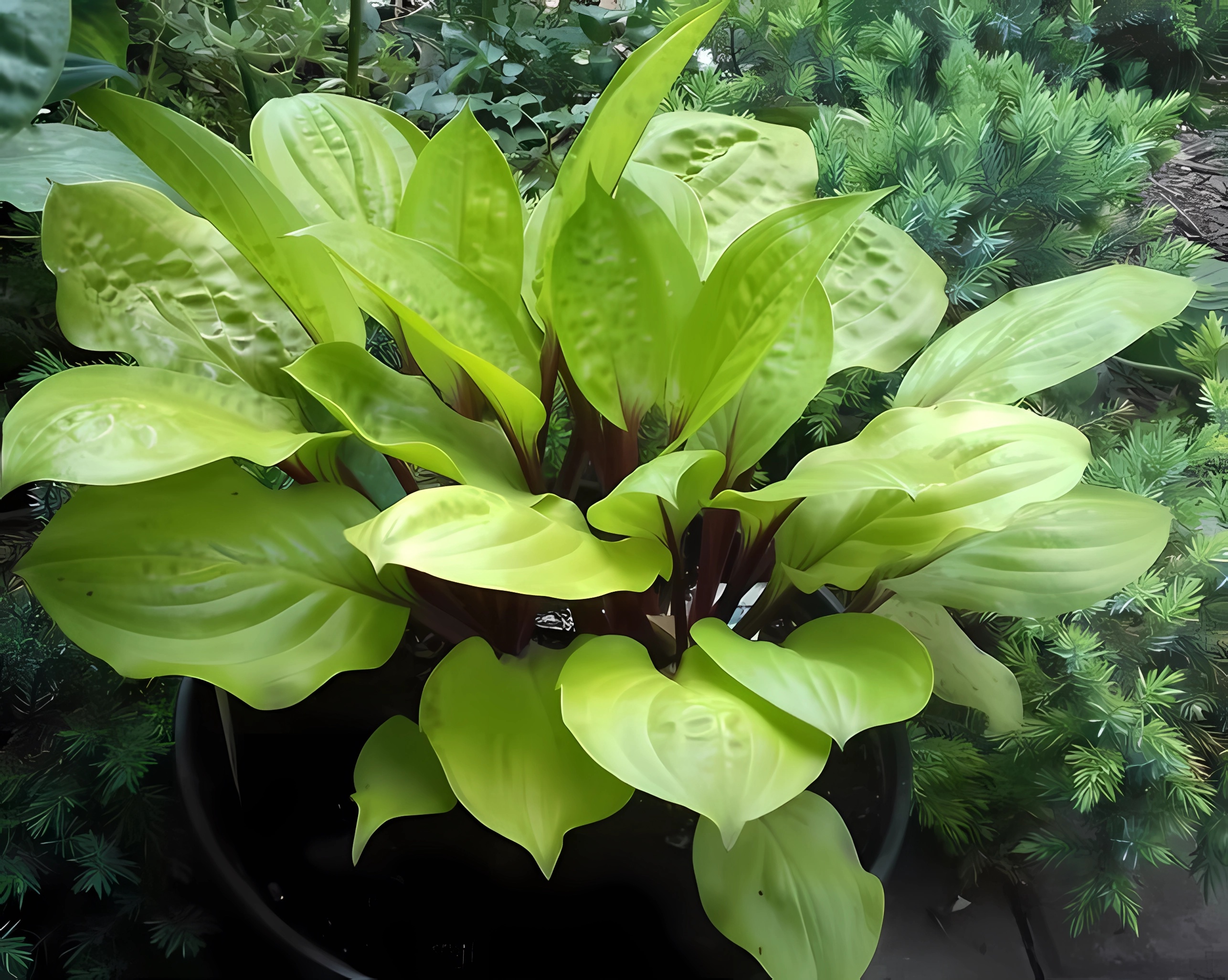 Превью изображения