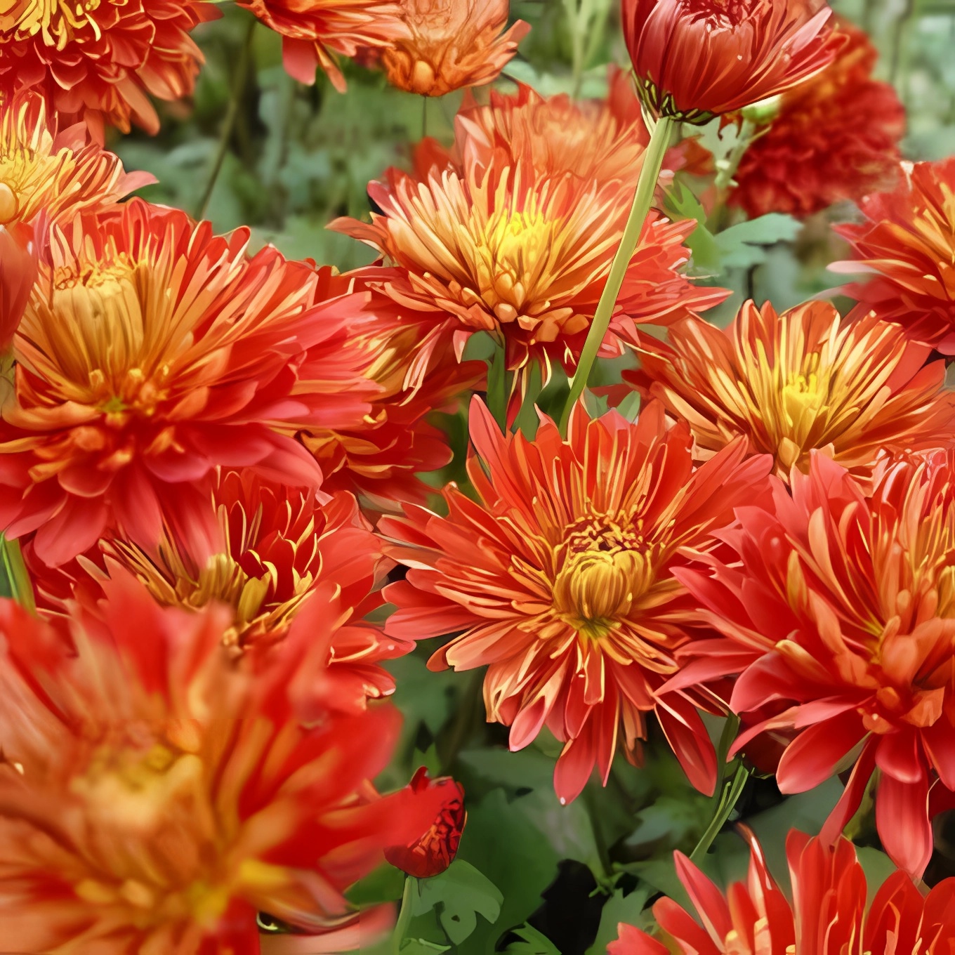 Превью изображения