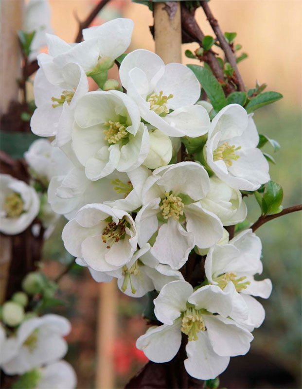 Превью изображения