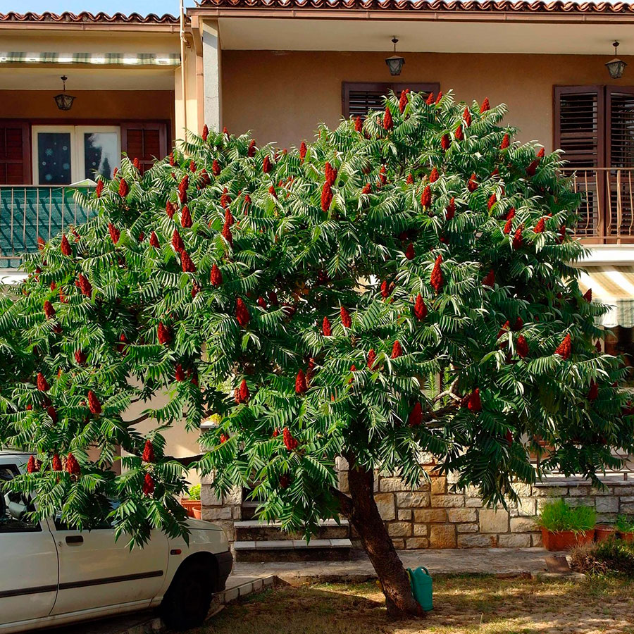 Превью изображения
