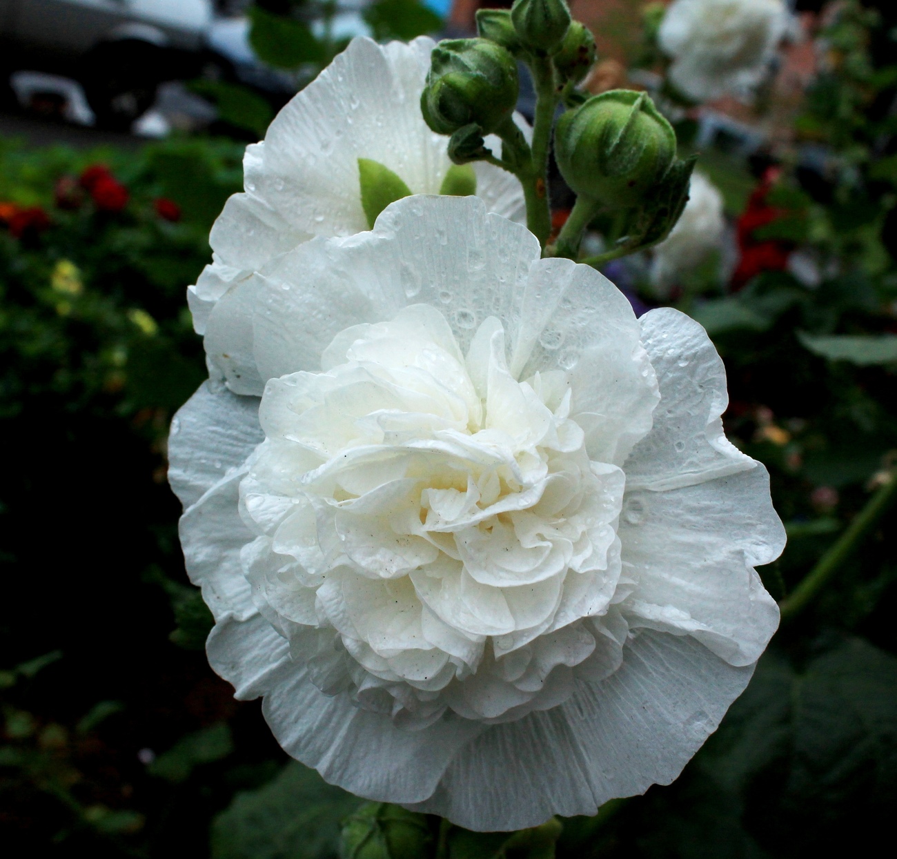 Превью изображения