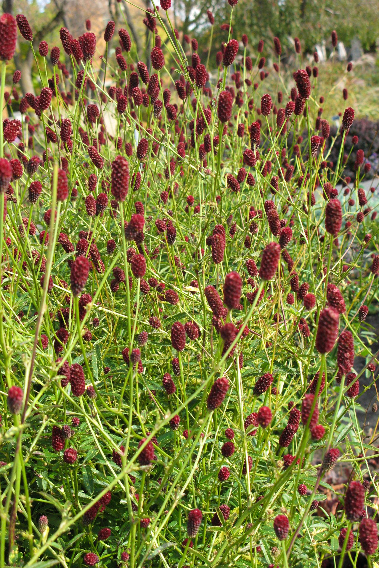 Превью изображения