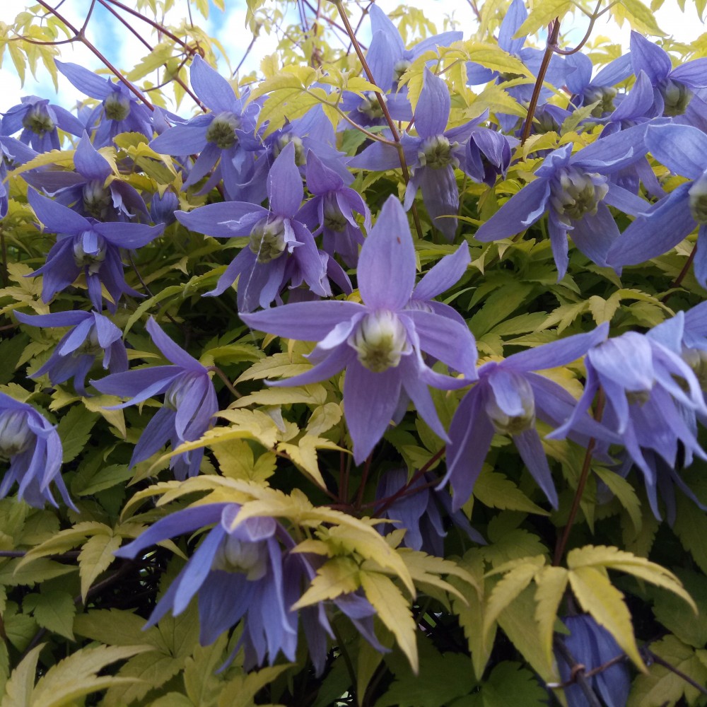 Превью изображения