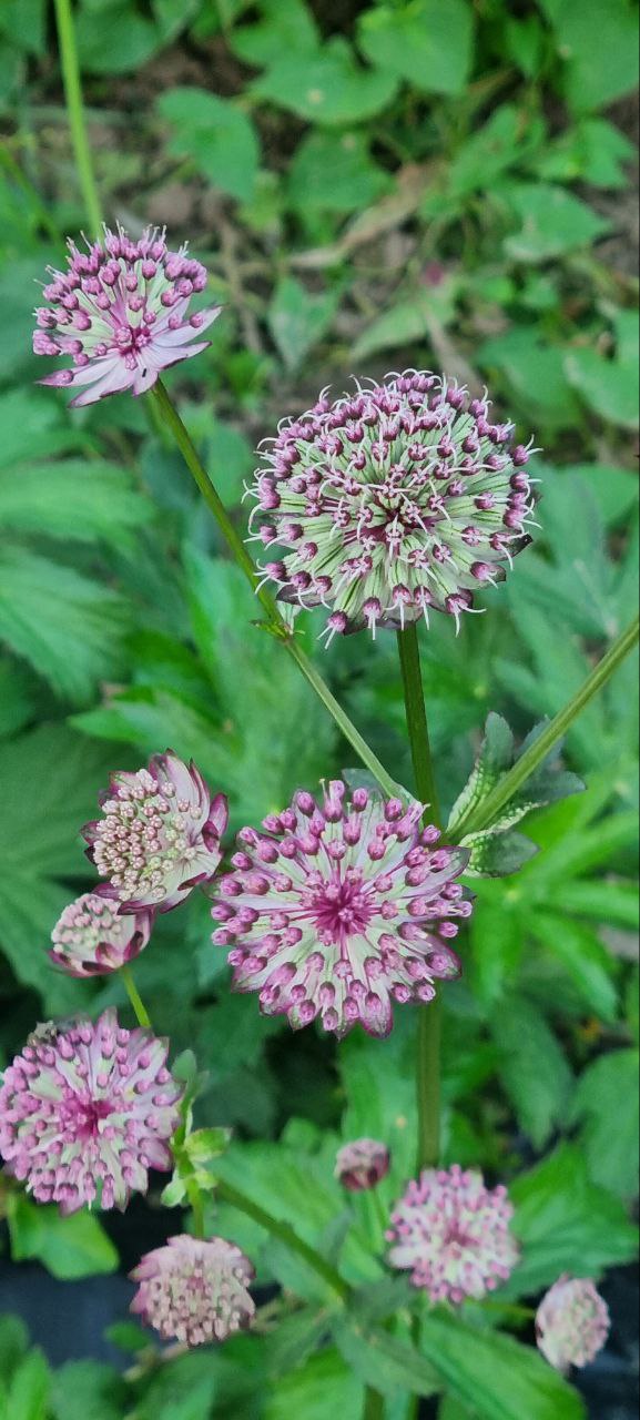 Превью изображения