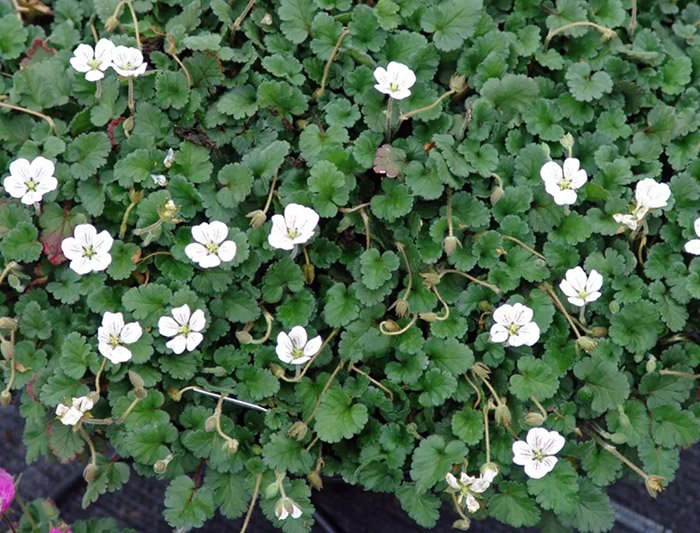 Превью изображения