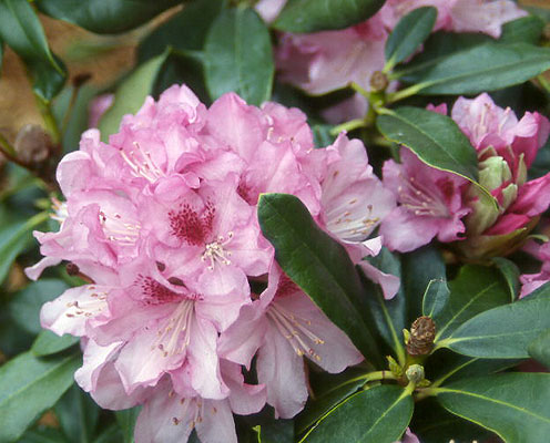 Превью изображения