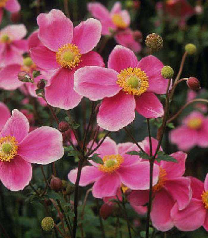 Превью изображения