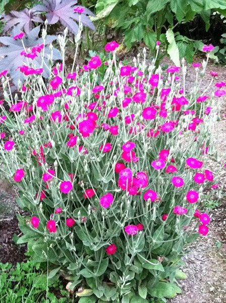 Превью изображения