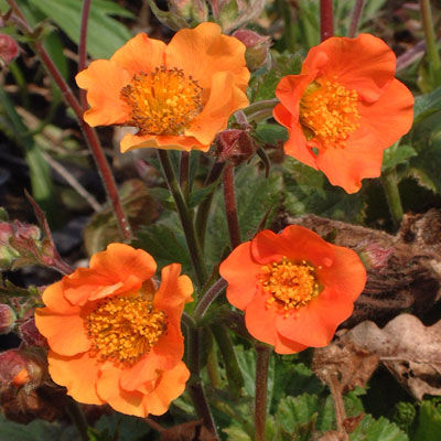 Превью изображения