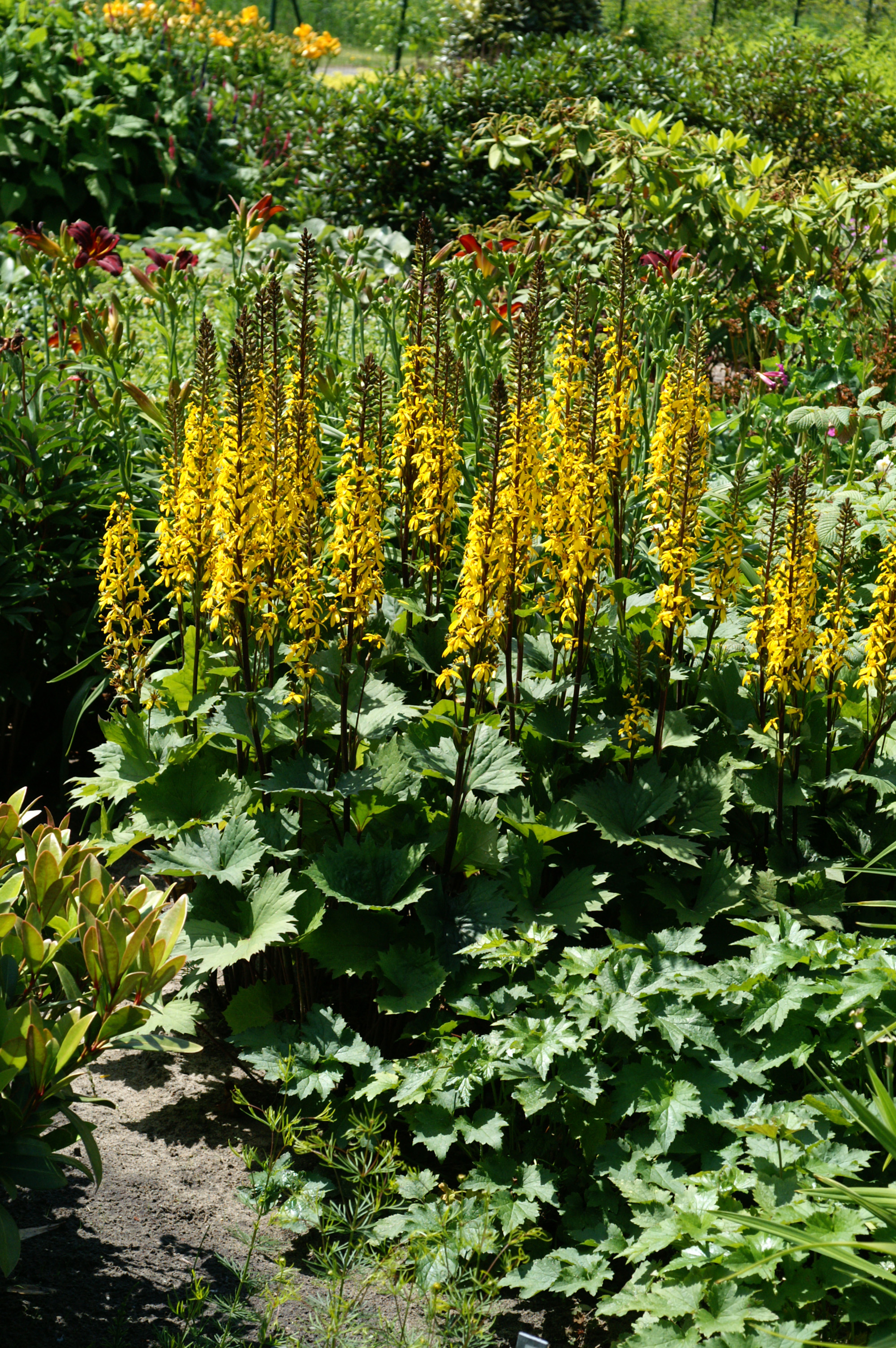 Превью изображения