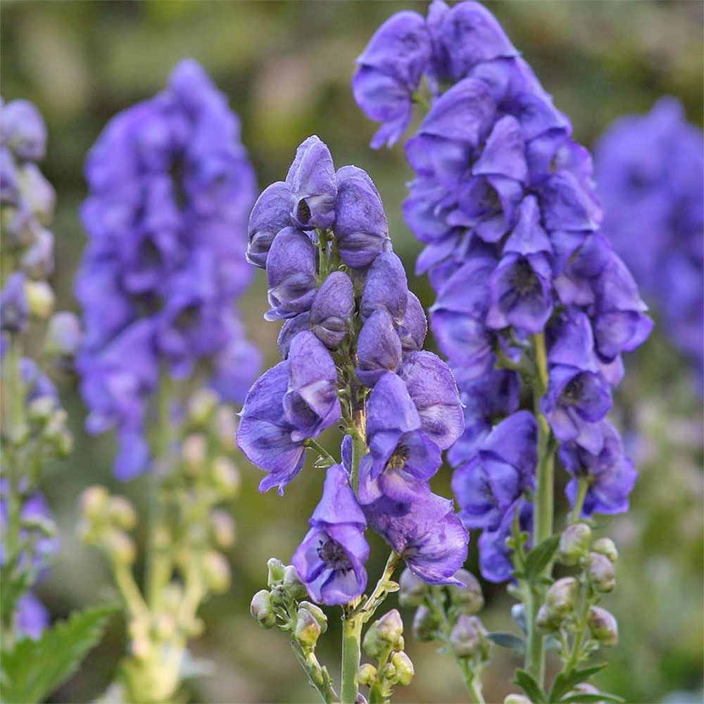 Превью изображения