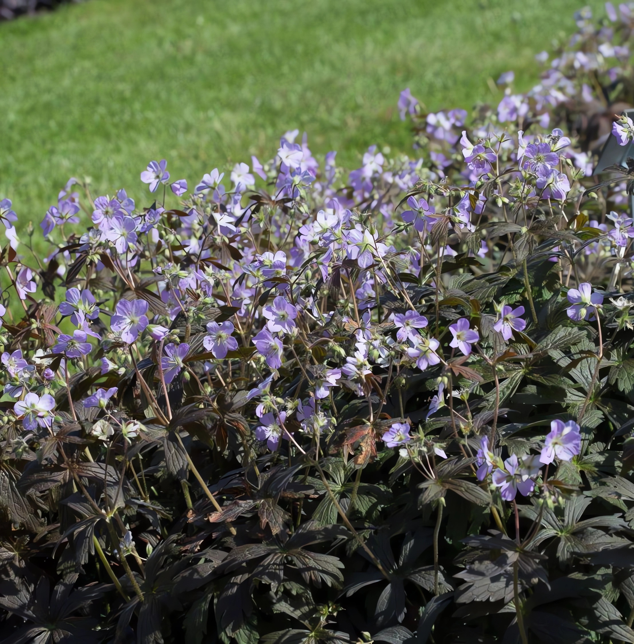 Превью изображения