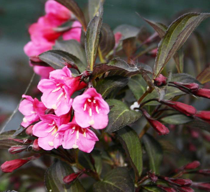 Превью изображения