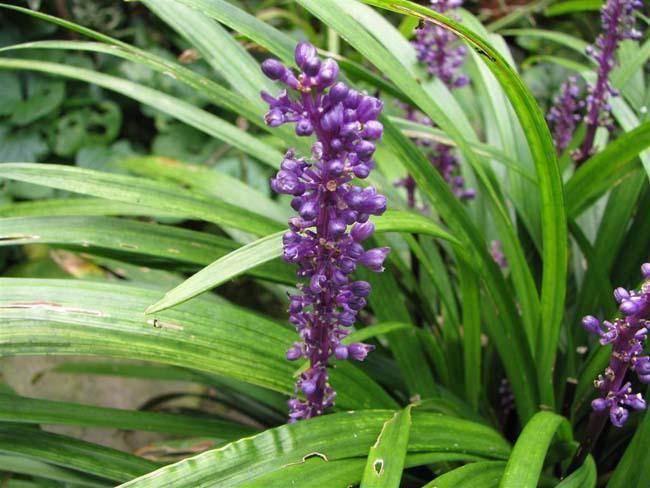 Превью изображения