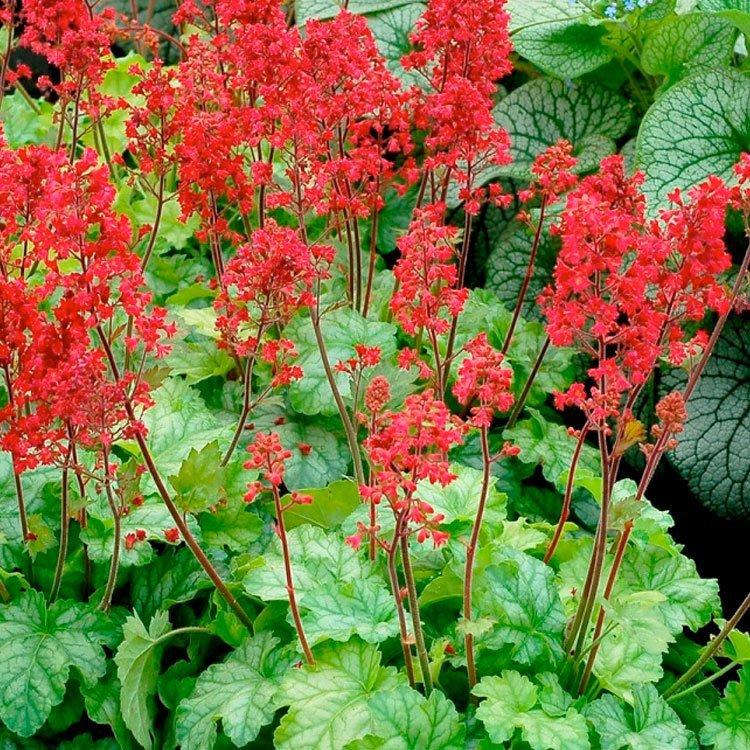 Превью изображения