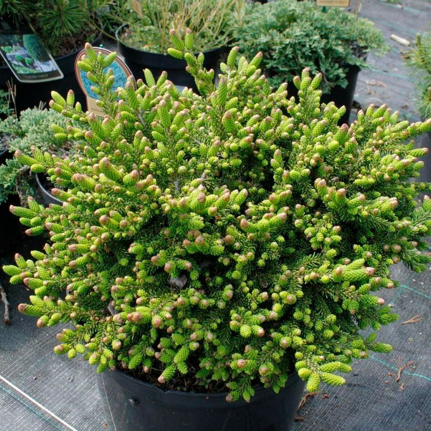 Превью изображения