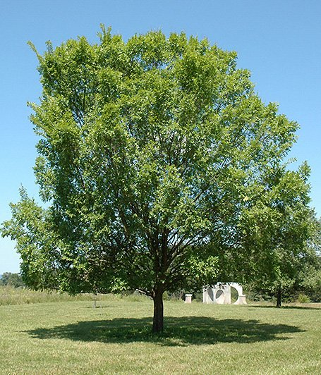 Превью изображения