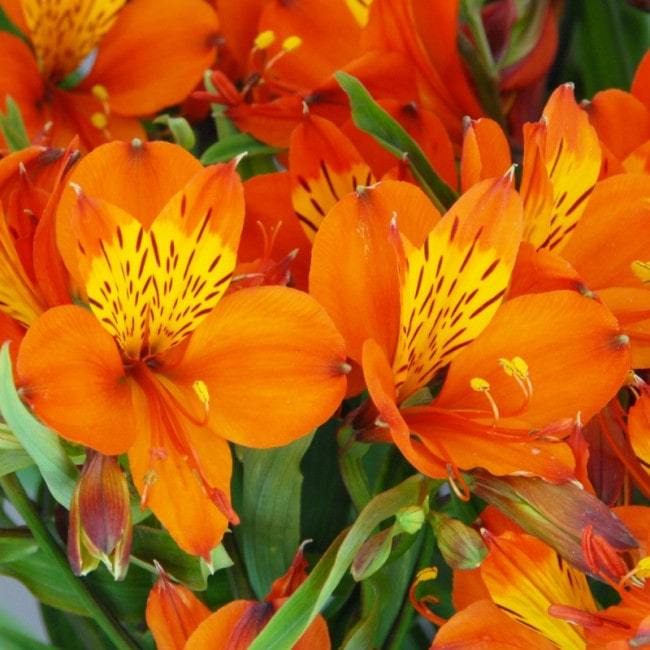 Превью изображения