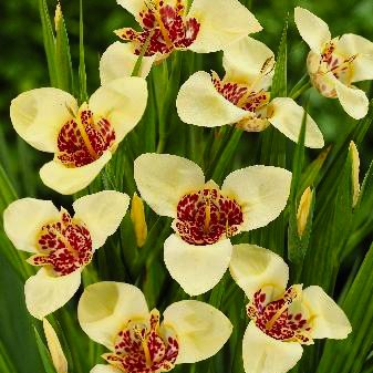 Превью изображения