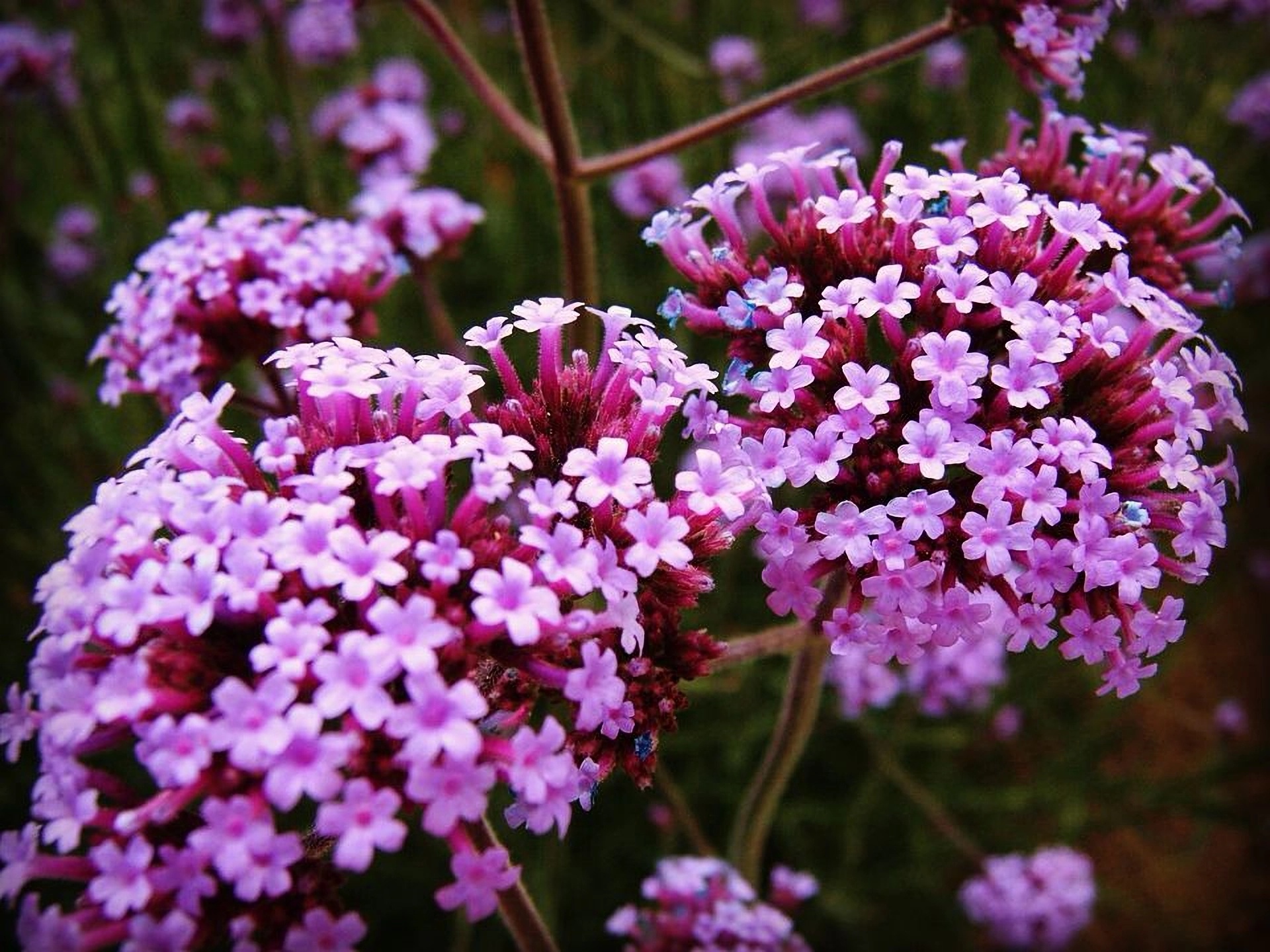 Превью изображения