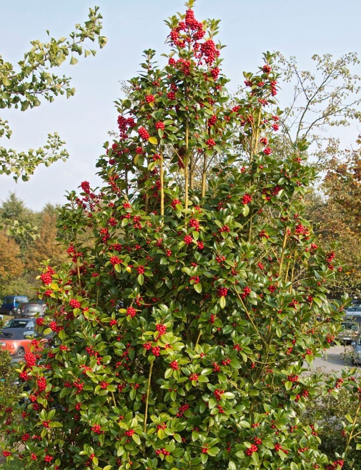 Превью изображения