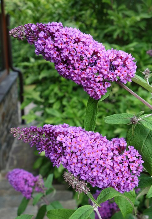 Превью изображения