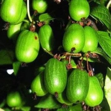 Превью изображения