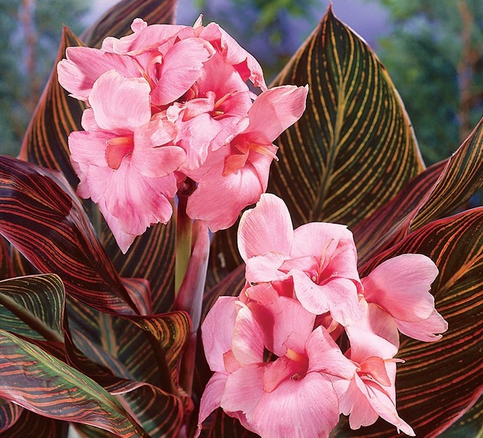 Превью изображения