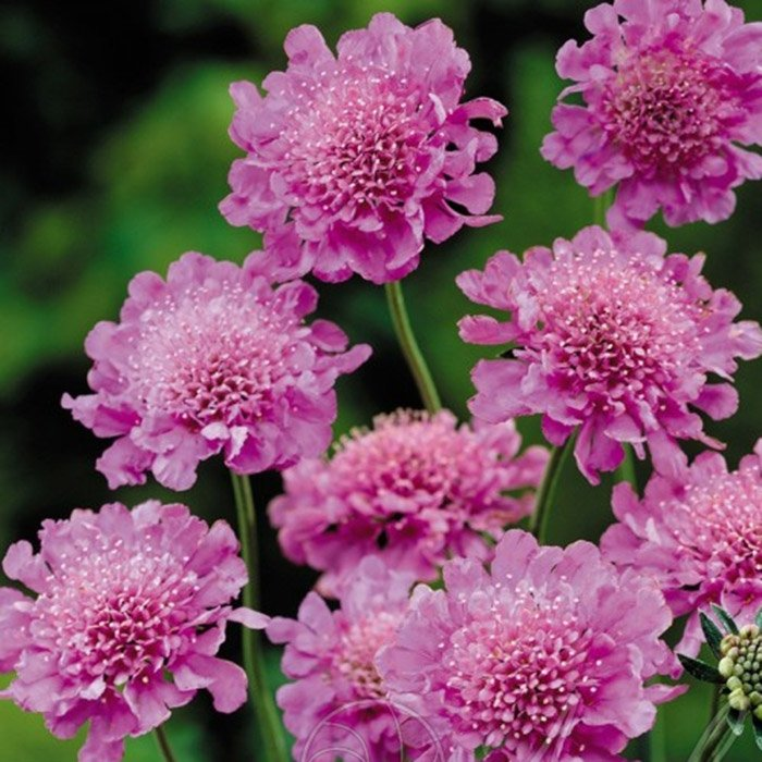 Превью изображения