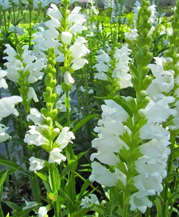 Превью изображения