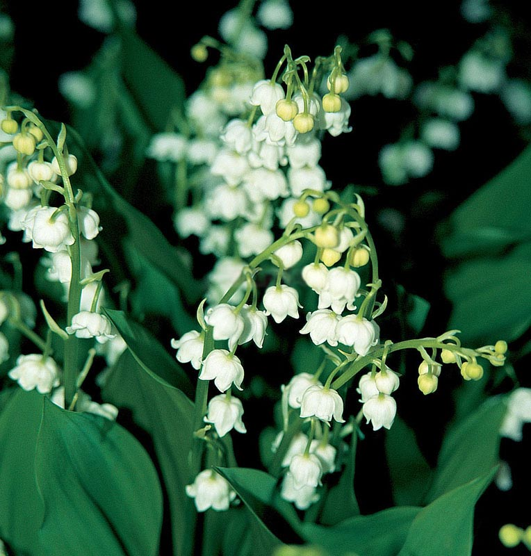 Превью изображения