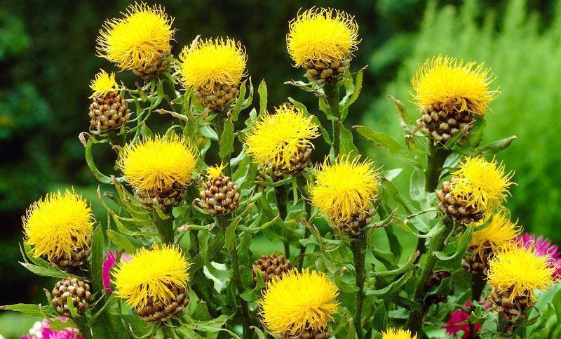 Превью изображения