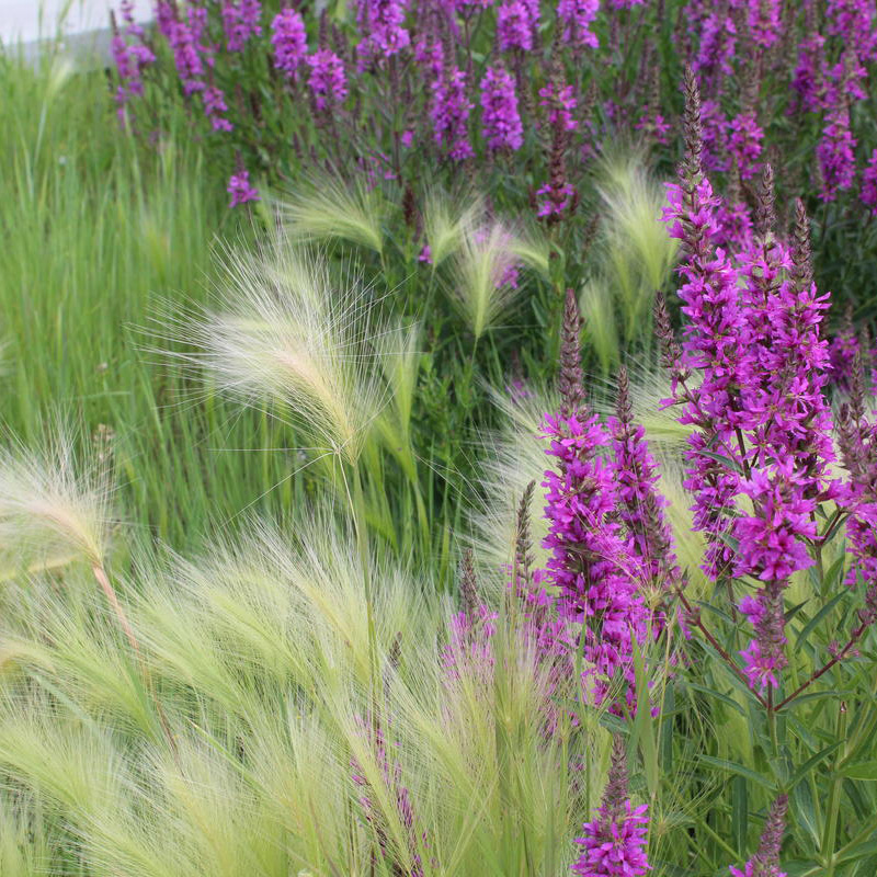 Превью изображения