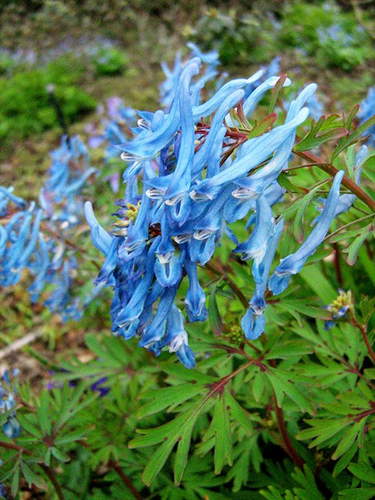 Превью изображения