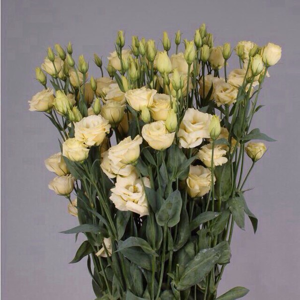 Превью изображения