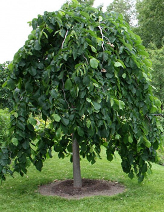 Превью изображения