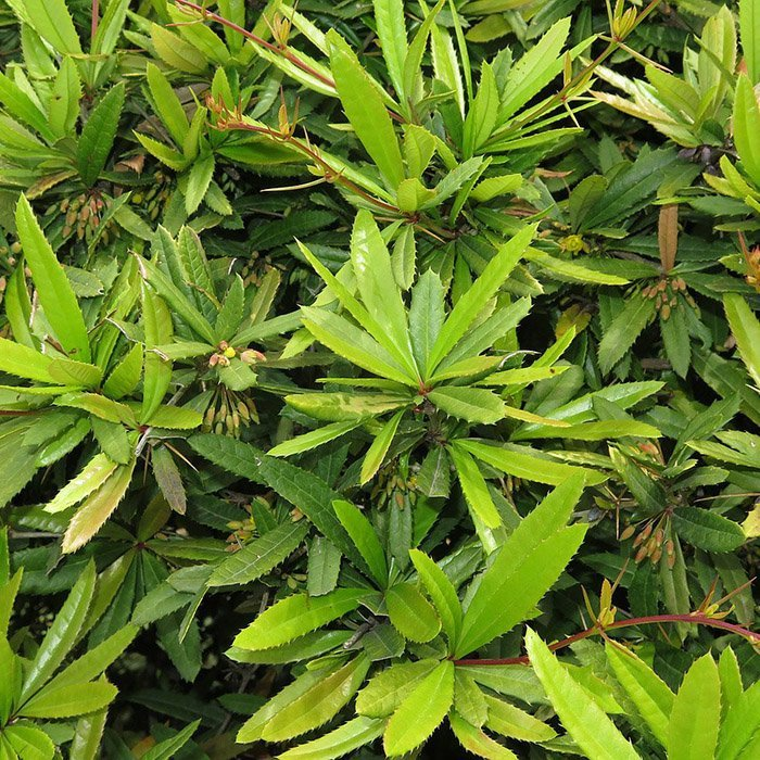 Превью изображения