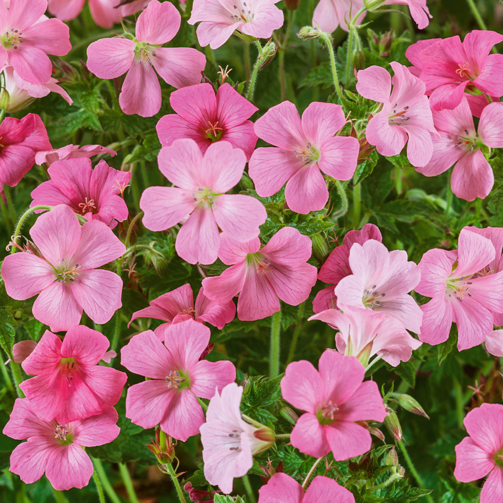 Превью изображения