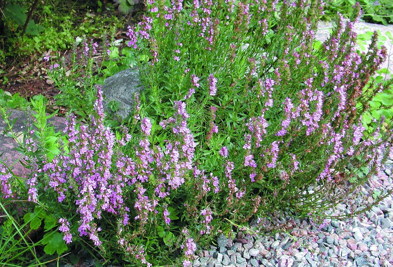 Превью изображения