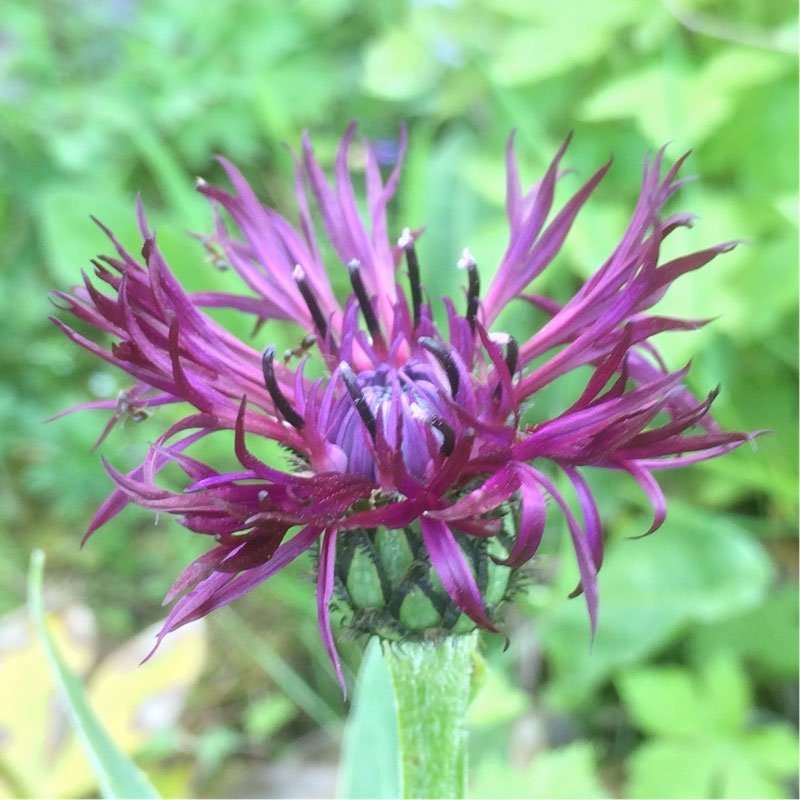 Превью изображения