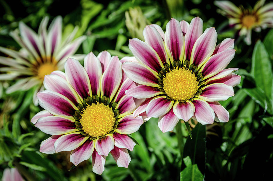 Превью изображения