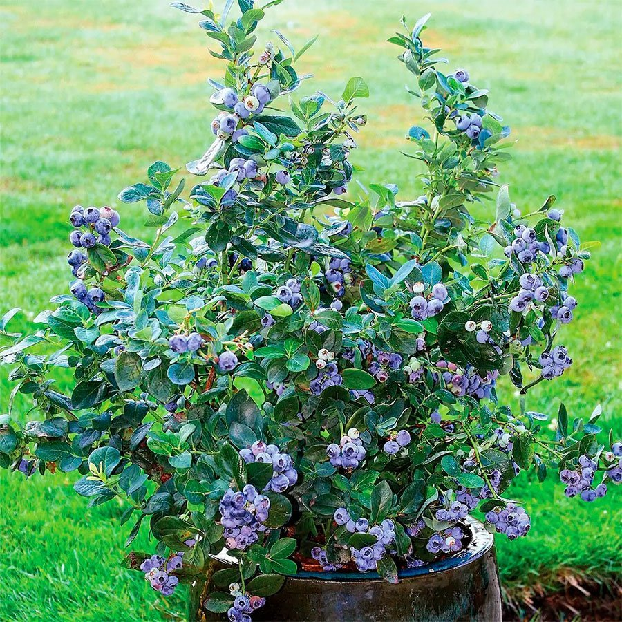 Превью изображения