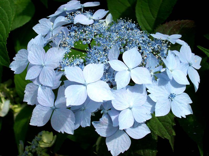 Превью изображения