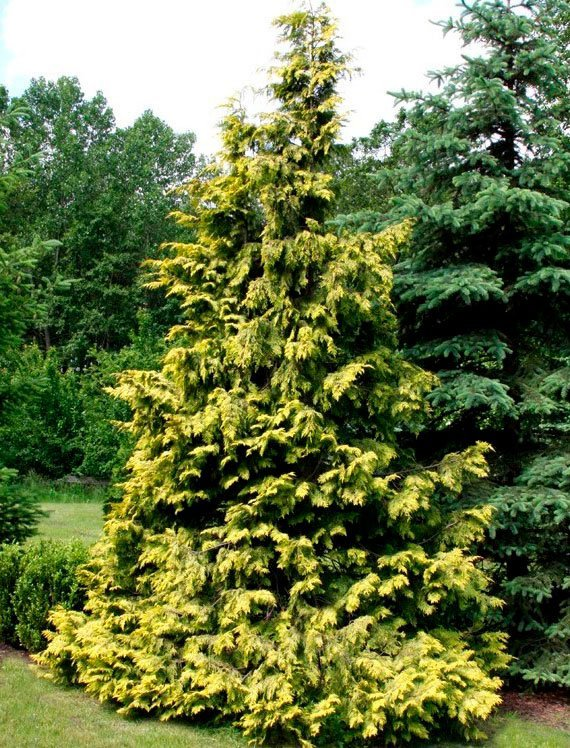 Превью изображения