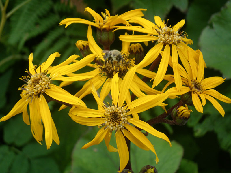 Превью изображения