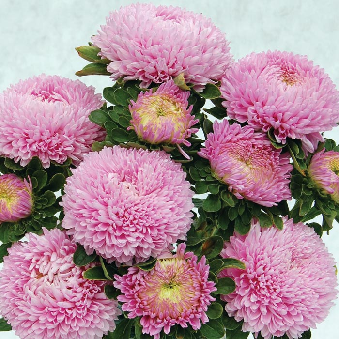 Превью изображения